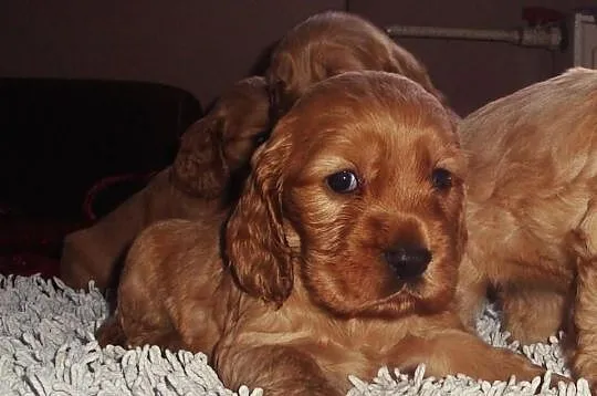 Szczenięta rasy Cocker Spaniel