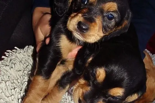 Szczenięta rasy Cocker Spaniel