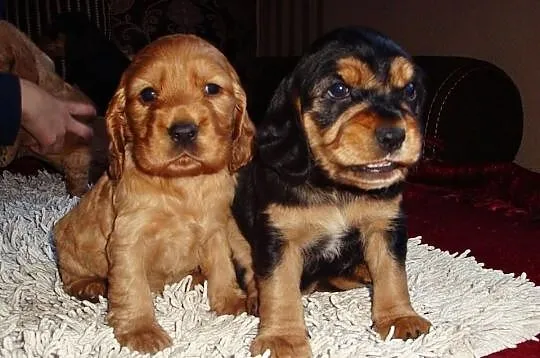 Szczenięta rasy Cocker Spaniel