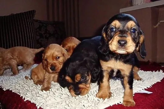 Szczenięta rasy Cocker Spaniel