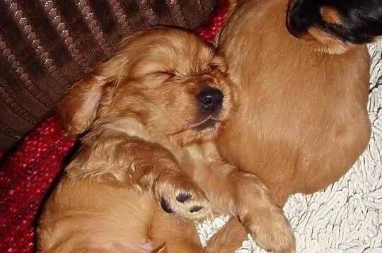 Szczenięta rasy Cocker Spaniel