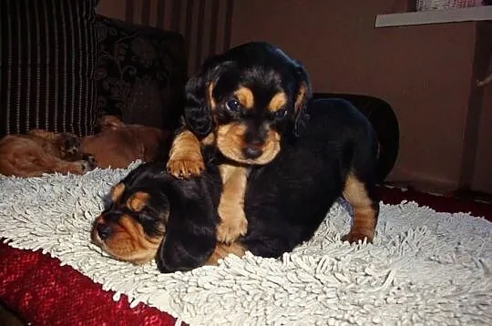 Szczenięta rasy Cocker Spaniel