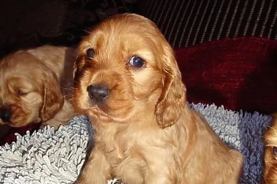 Szczenięta rasy Cocker Spaniel