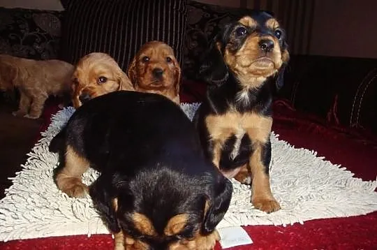 Szczenięta rasy Cocker Spaniel
