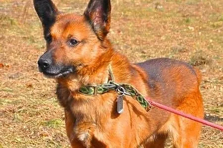 BUBU - świetny, wesoły psiak z uszami nietoperza do adopcji,  mazowieckie Warszawa