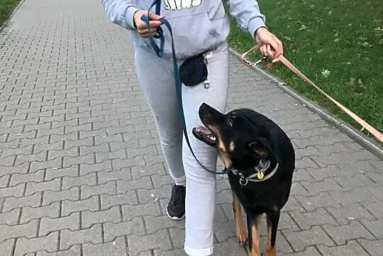 Uratowany roczny Markus czeka na dom, Mazowieckie, Warszawa
