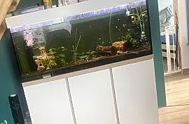 Akwarium 240 litrów