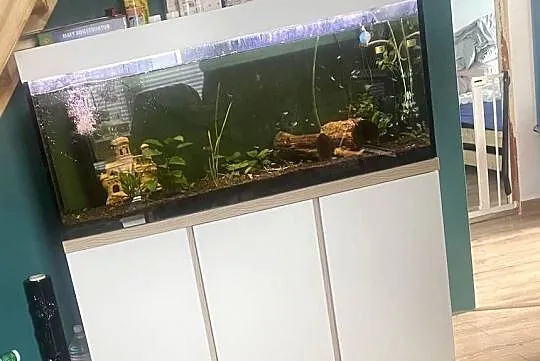 Akwarium 240 litrów, Łódzkie, Niesułków-Kolonia