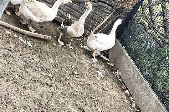 Sprzedam gęsi, Łódzkie, Andrzejów