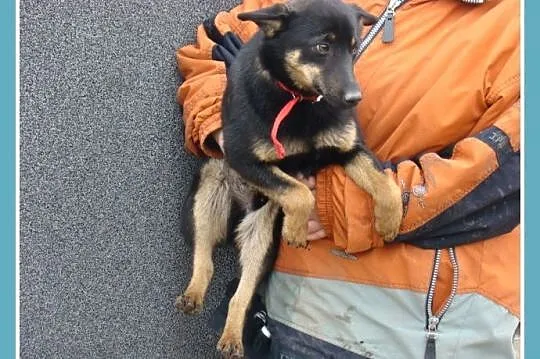 Nieduży,sympatyczny SUPEŁEK, łagodny,towarzyski,przytulaśny_Adopcja
