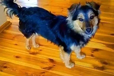PTYŚ - słodki, kochany 8 kg szczeniak do adopcji,  mazowieckie Warszawa