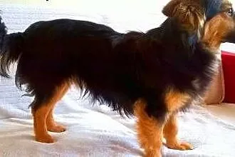 PTYŚ - słodki, kochany 8 kg szczeniak do adopcji, 