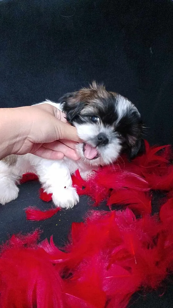 Szczeniaki Shih tzu, Małopolskie, Prandocin