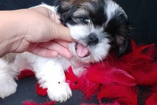 Szczeniaki Shih tzu, Małopolskie, Prandocin