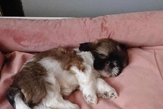 Szczeniaki Shih tzu, Małopolskie, Prandocin
