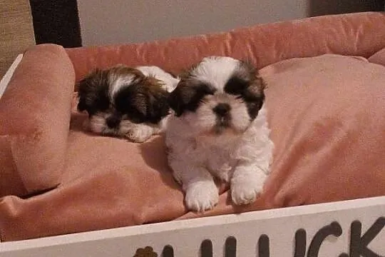 Szczeniaki Shih tzu, Małopolskie, Prandocin