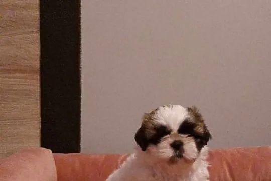 Szczeniaki Shih tzu, Małopolskie, Prandocin