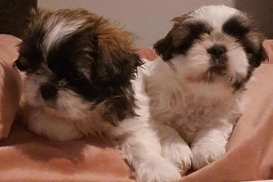 Szczeniaki Shih tzu, Małopolskie, Prandocin