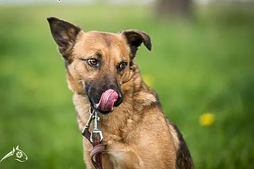 Amber - piękna jak bursztyn, młoda i grzeczna! ,  
