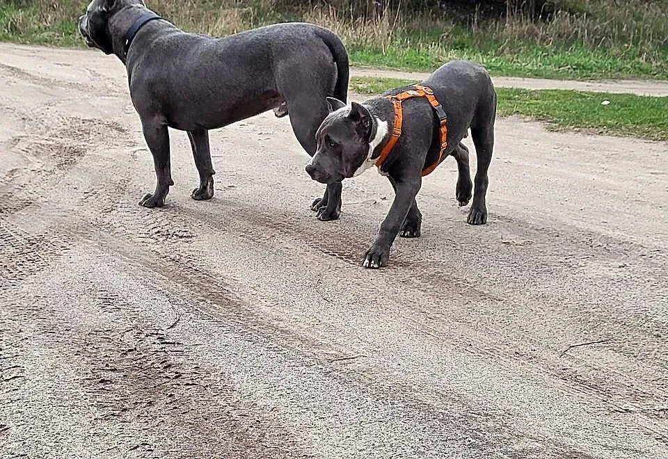 Szczeniaki American Bully XXL szukają domu, Wielkopolskie, Konin