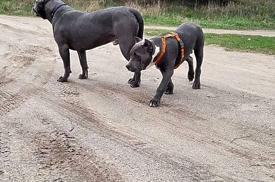 Szczeniaki American Bully XXL szukają domu, Wielkopolskie, Konin