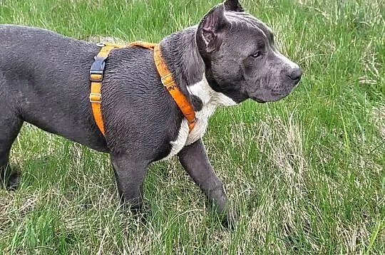 Szczeniaki American Bully XXL szukają domu, Wielkopolskie, Konin