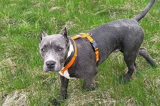 Szczeniaki American Bully XXL szukają domu, Wielkopolskie, Konin