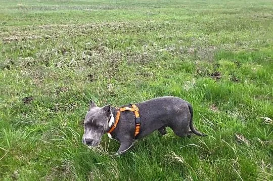Szczeniaki American Bully XXL szukają domu, Wielkopolskie, Konin