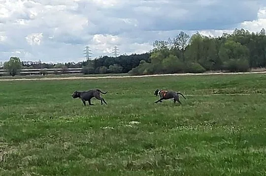 Szczeniaki American Bully XXL szukają domu, Wielkopolskie, Konin