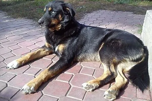 Bardo pies mix husky 3 lata, mazowieckie Warszawa