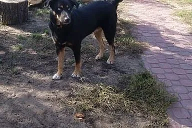 Bardo pies mix husky 3 lata,  mazowieckie Warszawa