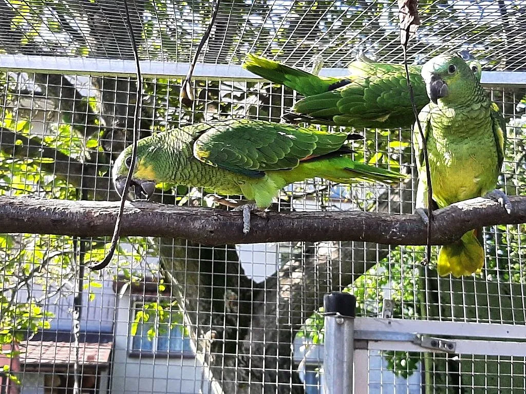 Amazonki niebieskoczelne, barabandy (księżniczki tarczowe), Małopolskie, Skała