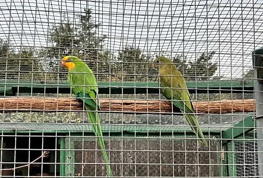 Amazonki niebieskoczelne, barabandy (księżniczki tarczowe), Małopolskie, Skała