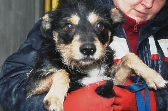 Szwejk - fajny, młody pies, słuchajacy poleceń - adopcja