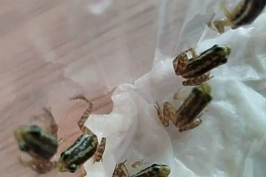 Epipedobates anthonyi – młode z własnej hodowli, Dolnośląskie, Bielawa