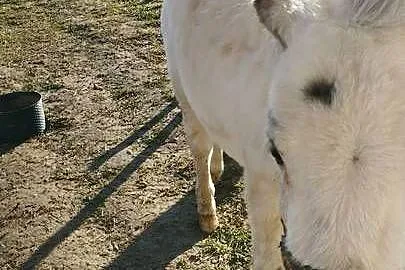 Młody kucyk ogierek, Podkarpackie, Przemyśl