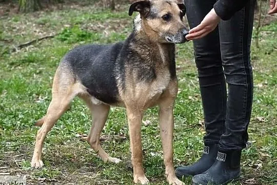 Łagodny posłuszny piesek szuka kochającego i odpowiedzialnego domu, , Wrocław