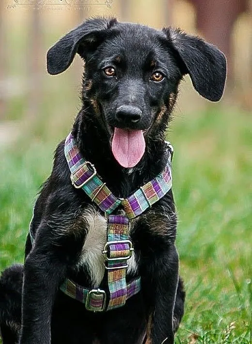 POLLO - kochany 3 mies. SZCZENIAK do adopcji - ENE