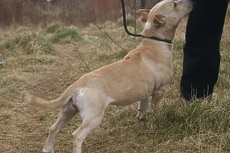 Toska - piękna, oryginalna bullowata suczka do ado