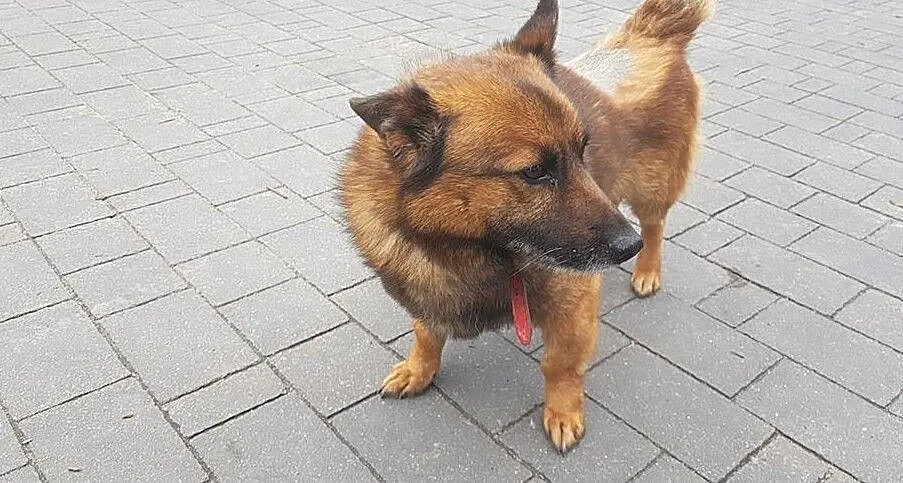 AUGUSTEK - psi przyjaciel czeka na Ciebie! Adoptuj psa!, Mazowieckie, Warszawa