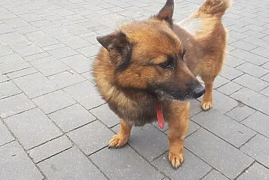 AUGUSTEK - psi przyjaciel czeka na Ciebie! Adoptuj psa!, Mazowieckie, Warszawa