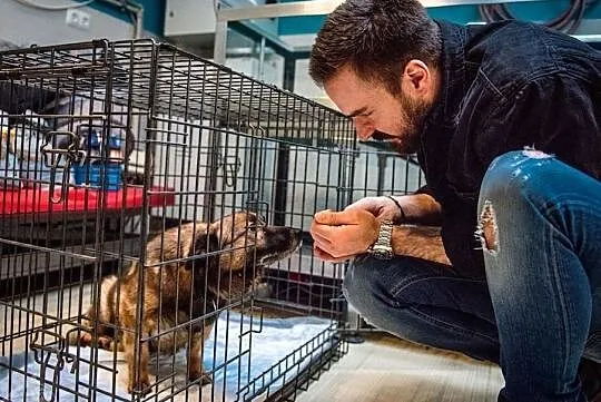 AUGUSTEK - psi przyjaciel czeka na Ciebie! Adoptuj psa!, Mazowieckie, Warszawa