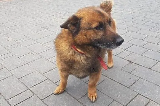 AUGUSTEK - psi przyjaciel czeka na Ciebie! Adoptuj psa!, Mazowieckie, Warszawa