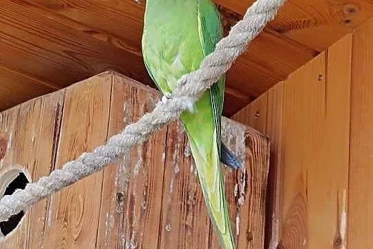 Papugi rozella / aleksandretty