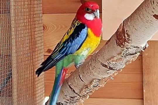 Papugi rozella / aleksandretty, Mazowieckie, Pionki
