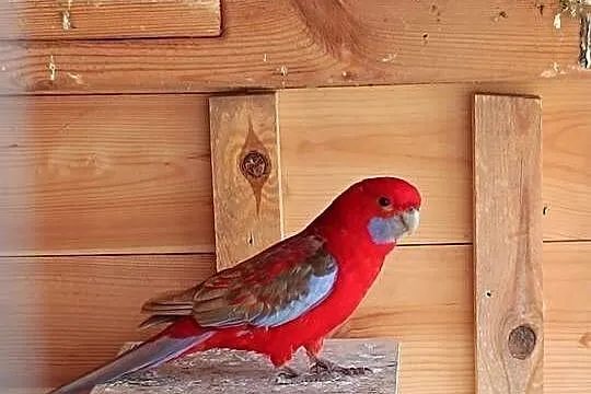 Papugi rozella / aleksandretty, Mazowieckie, Pionki
