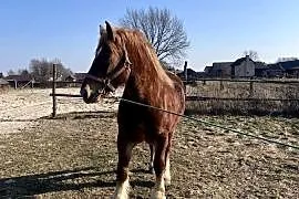 Sprzedam kobyle sokolska zimnokrwista