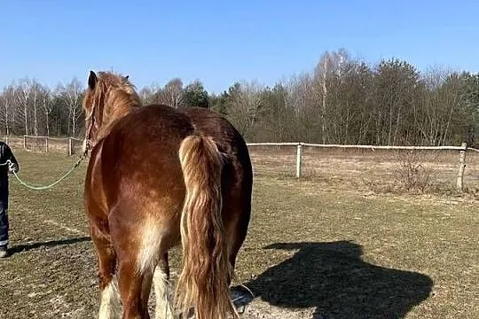 Sprzedam kobyle sokolska zimnokrwista, Lubelskie, Gózd Lipiński