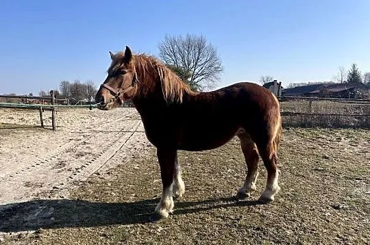 Sprzedam kobyle sokolska zimnokrwista, Lubelskie, Gózd Lipiński