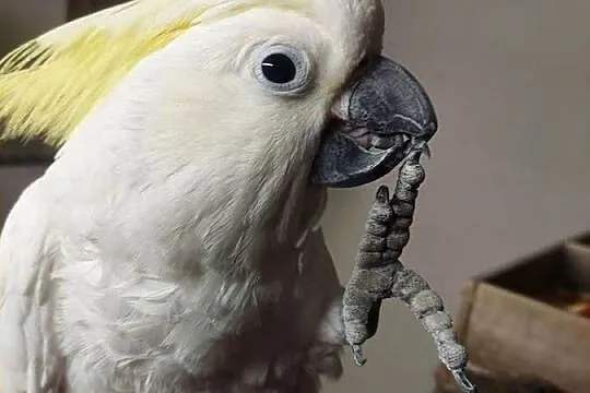 Kakadu źółtoczube